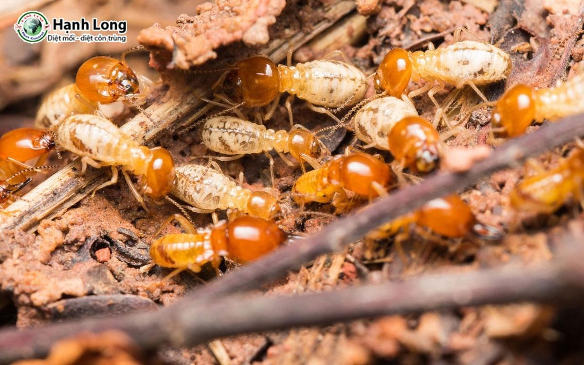 Diệt Mối Tận Gốc Tại Huyện Vĩnh Cửu Đồng Nai