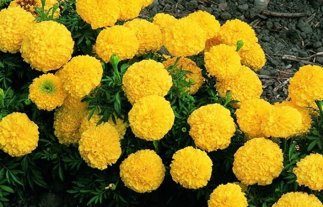 cay-duoi-muoi-cuc-van-tho