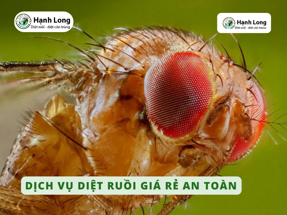 dịch vụ diệt côn trùng tận gốc