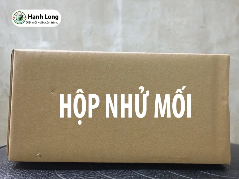 mối có ăn tường không