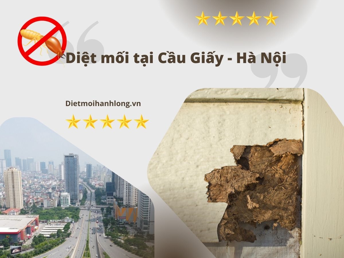 Diệt mối tại quận Cầu Giấy giá rẻ