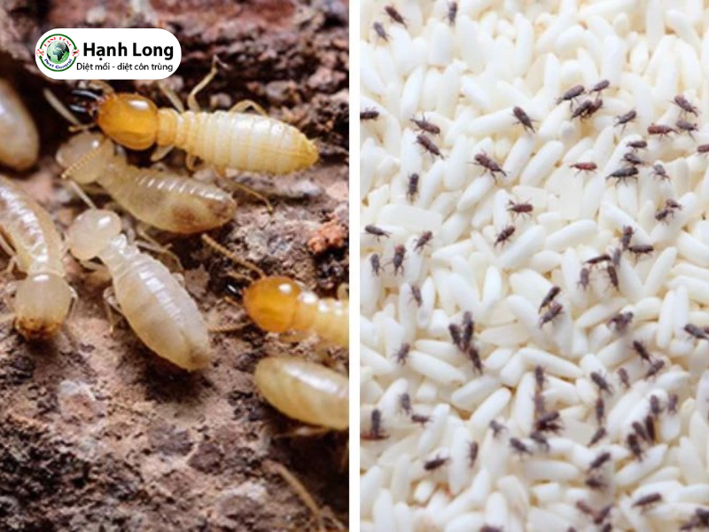 Cách phân biệt nhanh, chính xác con mối và con mọt 