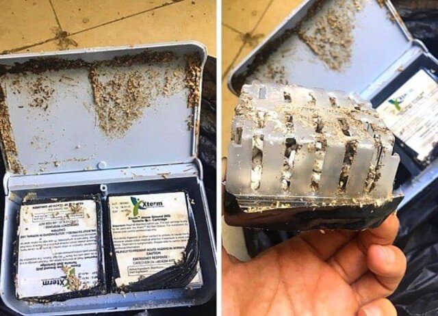 Quy trình lắp đặt trạm bả diệt mối Xterm