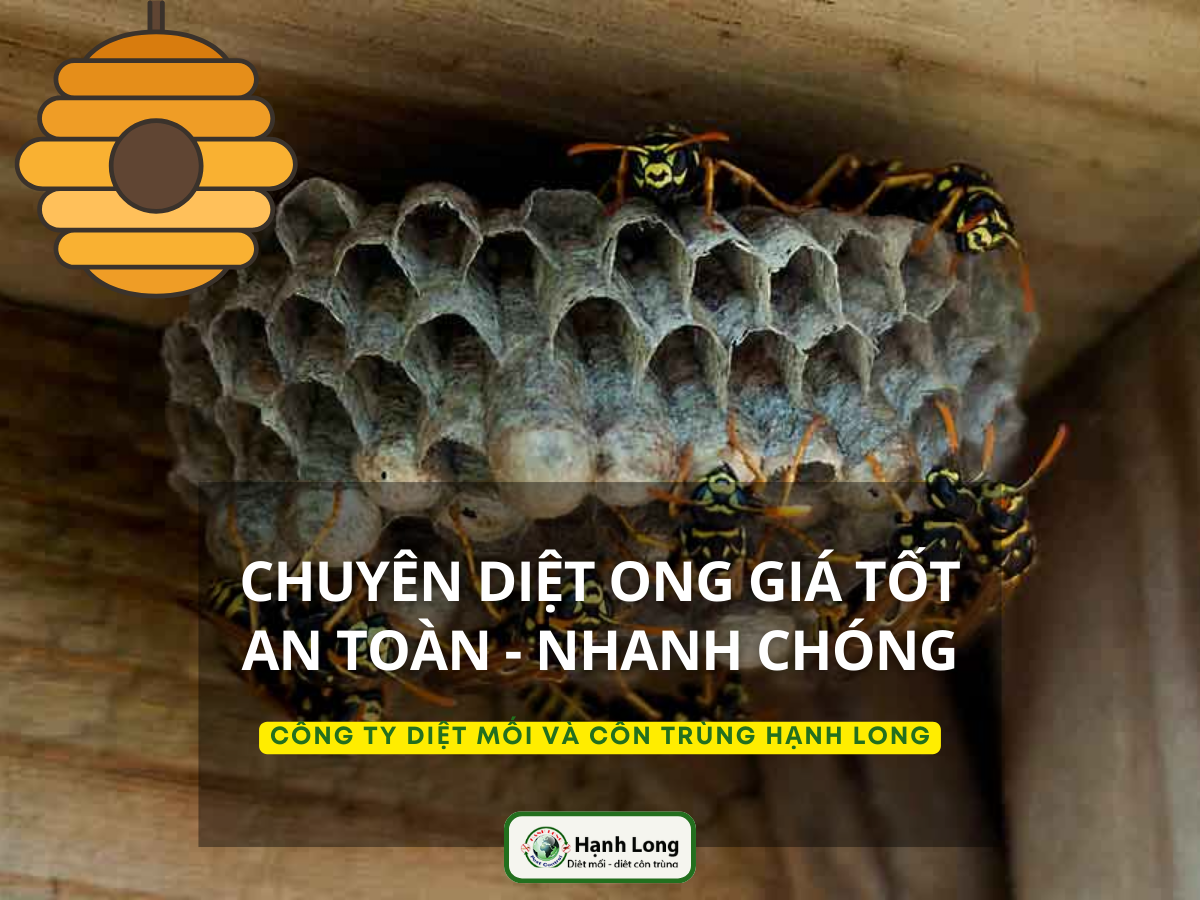 Dịch vụ diệt ong tại nhà chuyên nghiệp