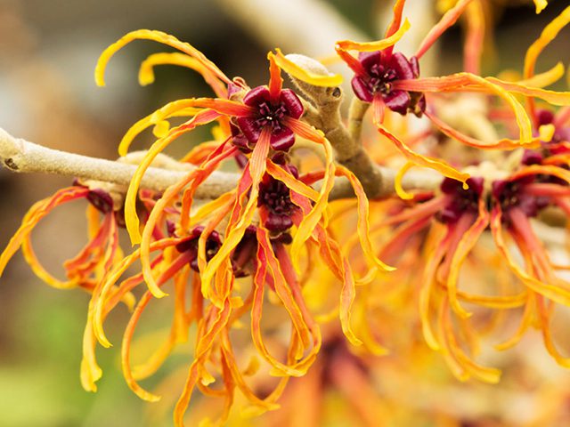 Chiết xuất cây phỉ trị kiến cắn sưng môi