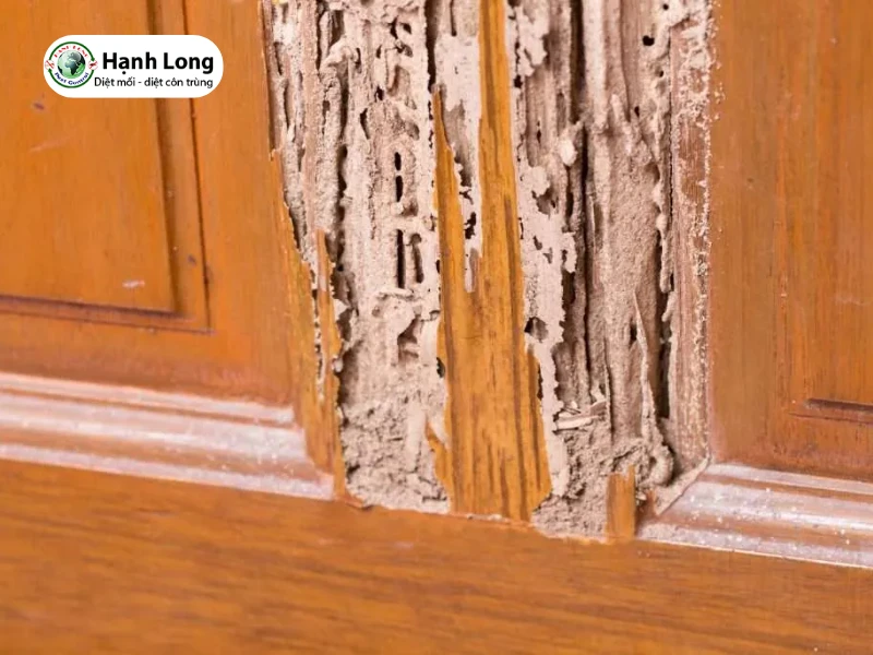 mối xông tủ bếp