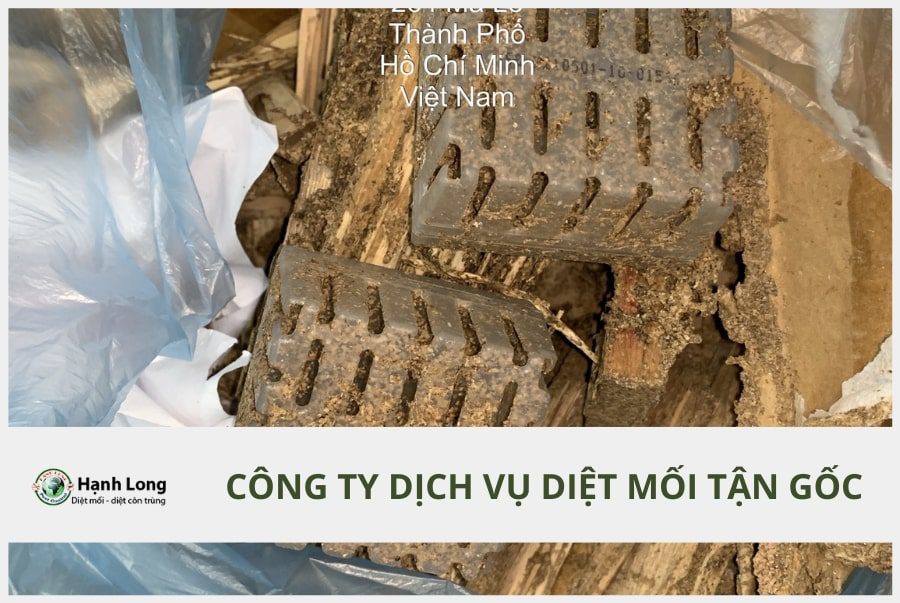 Diệt mối tại Quận Cầu Giấy – Hà Nội uy tín chuyên nghiệp