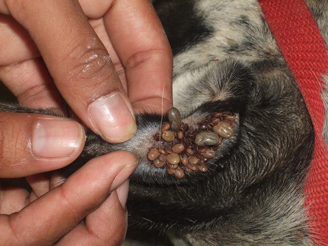 diệt côn trùng phòng bệnh 6