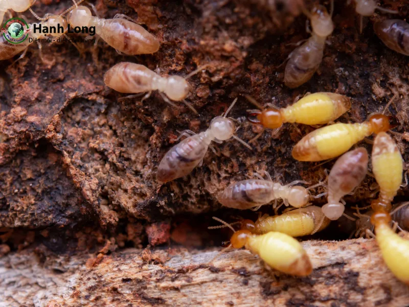 vòng đời của mối