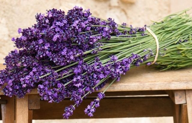 Cây đuổi muỗi loại nào tốt? 17 gợi ý thích hợp nhất