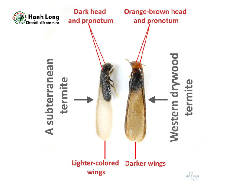 Phân biệt mối đất và mối gỗ: Đặc điểm, tác hại và giải pháp