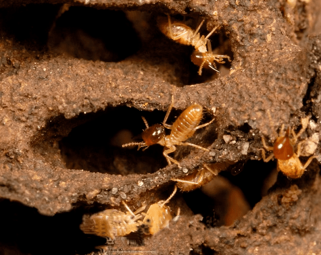 Thuốc diệt mối dạng bột chính hãng giá tốt nhất