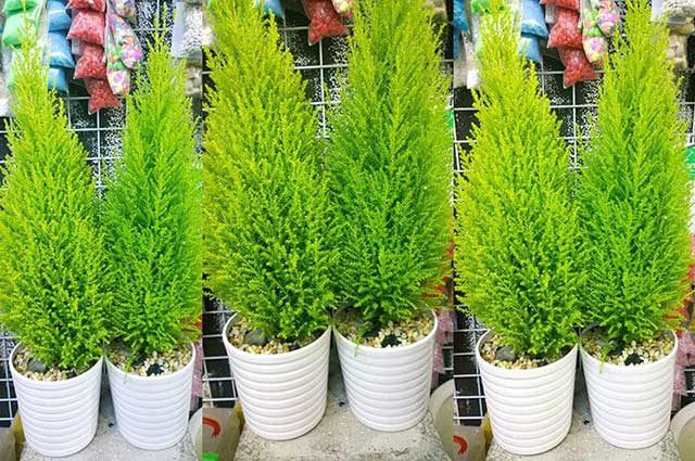 cay-duoi-muoi-tung-thom