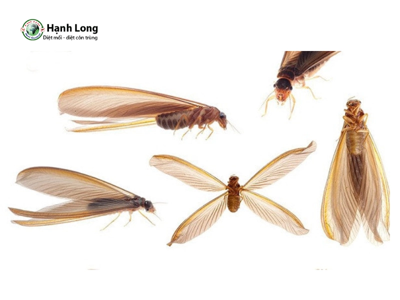 hình ảnh con mối có cánh