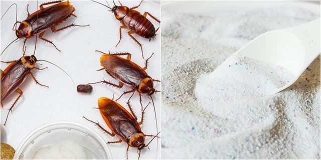 9 cách đuổi gián trong tủ quần áo hiệu quả, vô cùng đơn giản