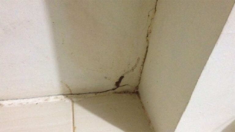 5 cách diệt mối trong tường nhà tiết kiệm, dễ thực hiện 
