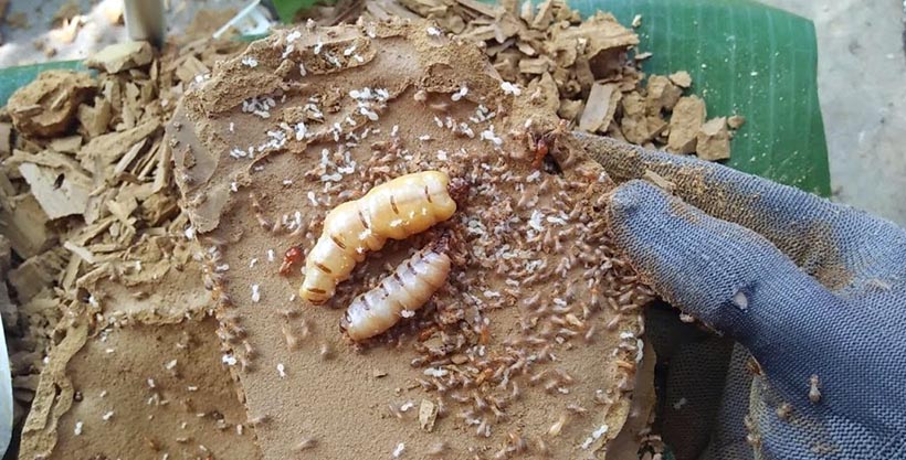 Quy trình cung cấp diệt mối tại Gia Lai