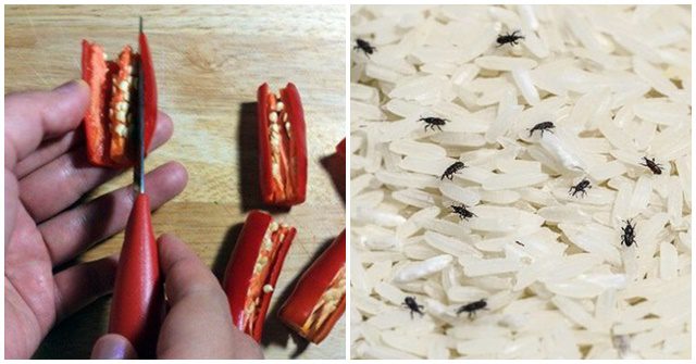Cách diệt mọt gạo nhanh, đơn giản và an toàn cho sức khỏe