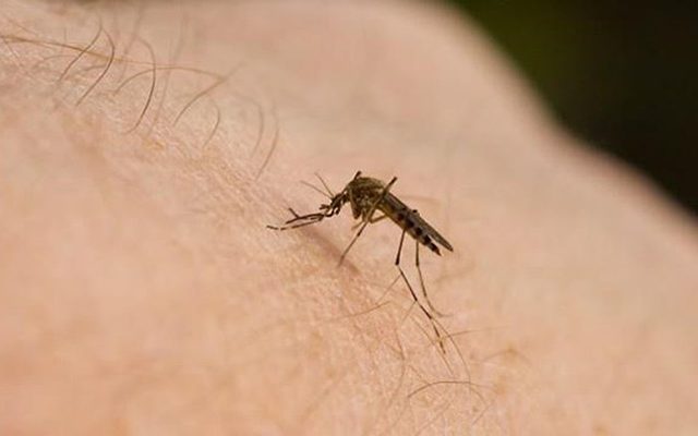 diệt côn trùng phòng bệnh 5